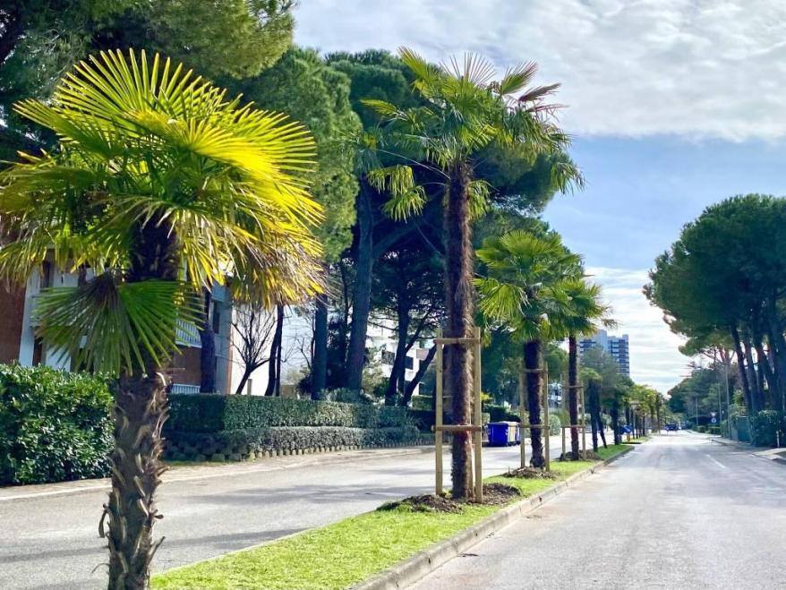 50 new palm trees planted on Viale delle Palme