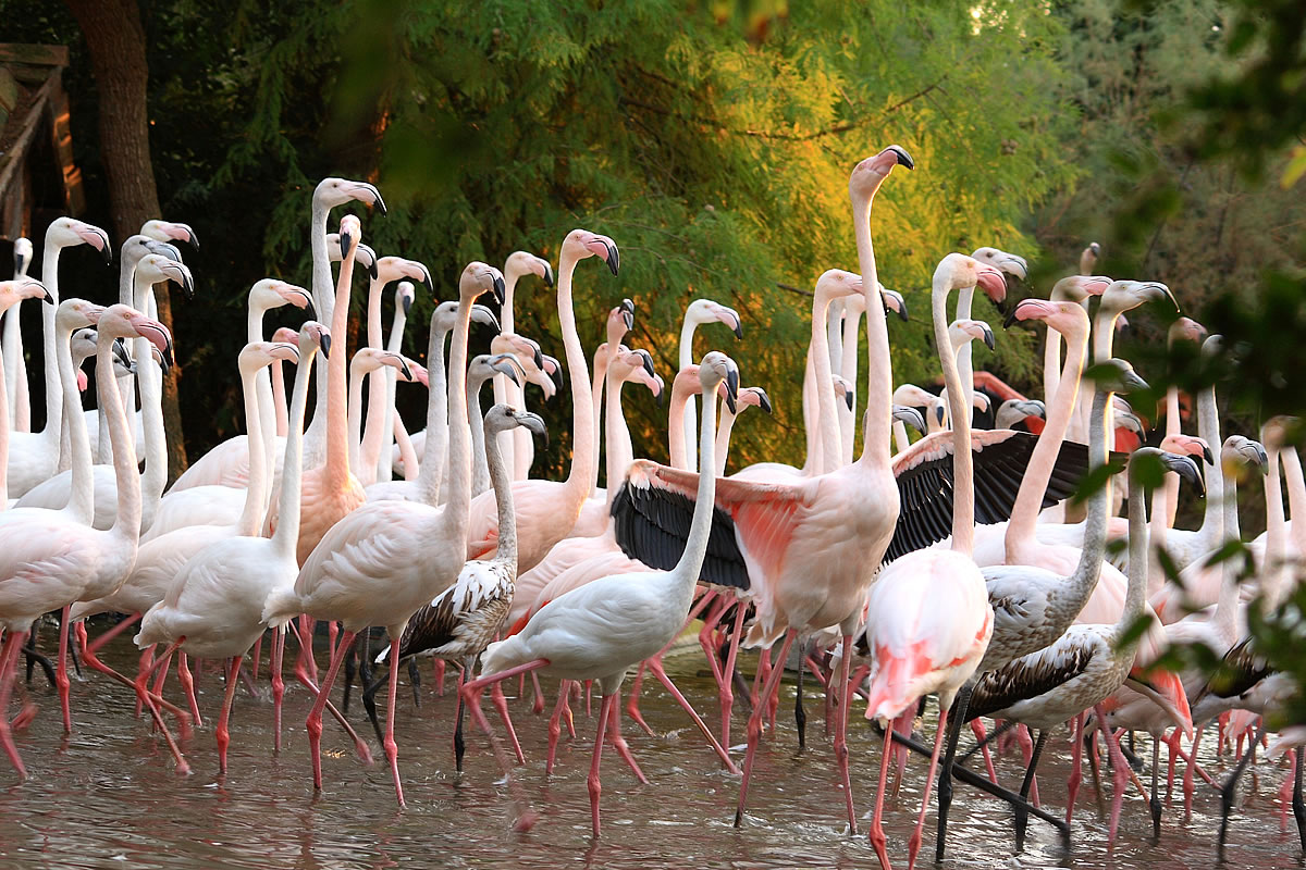 Parco zoo Punta verde a Lignano Riviera